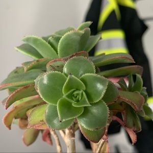 Meet your Posher, Annie